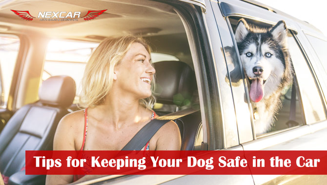 keeping dog safe in car tips