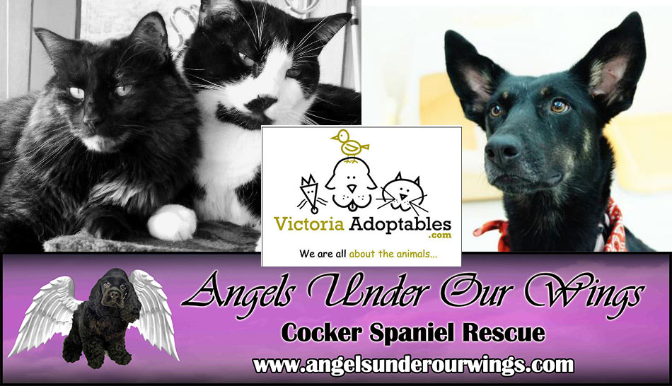  galaxy-motors-pet-adoption