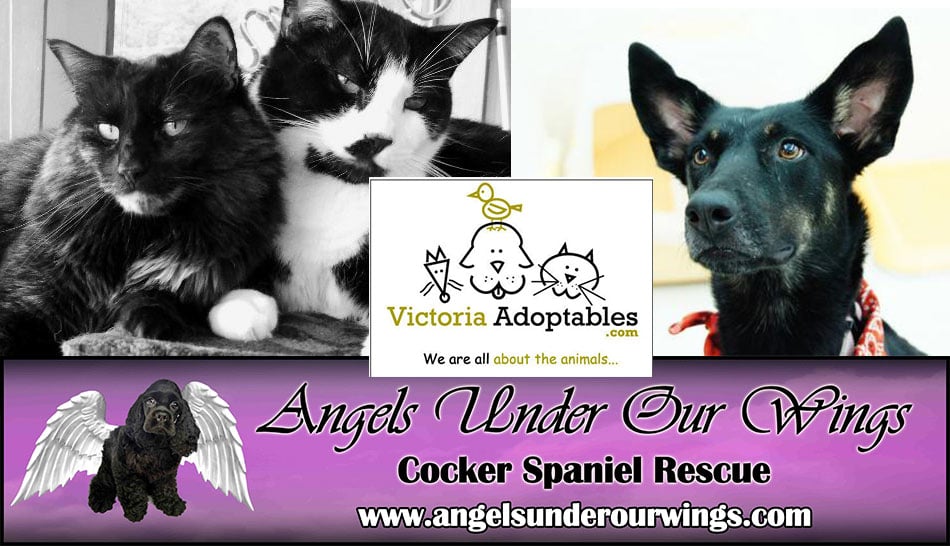 galaxy-motors-pet-adoption